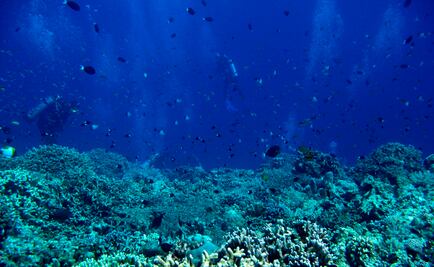 Hoy es el Día Mundial de los Océanos 