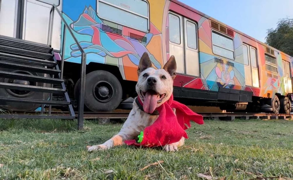 Perritos posan con bufandas (21/12/2025). Foto: Especial