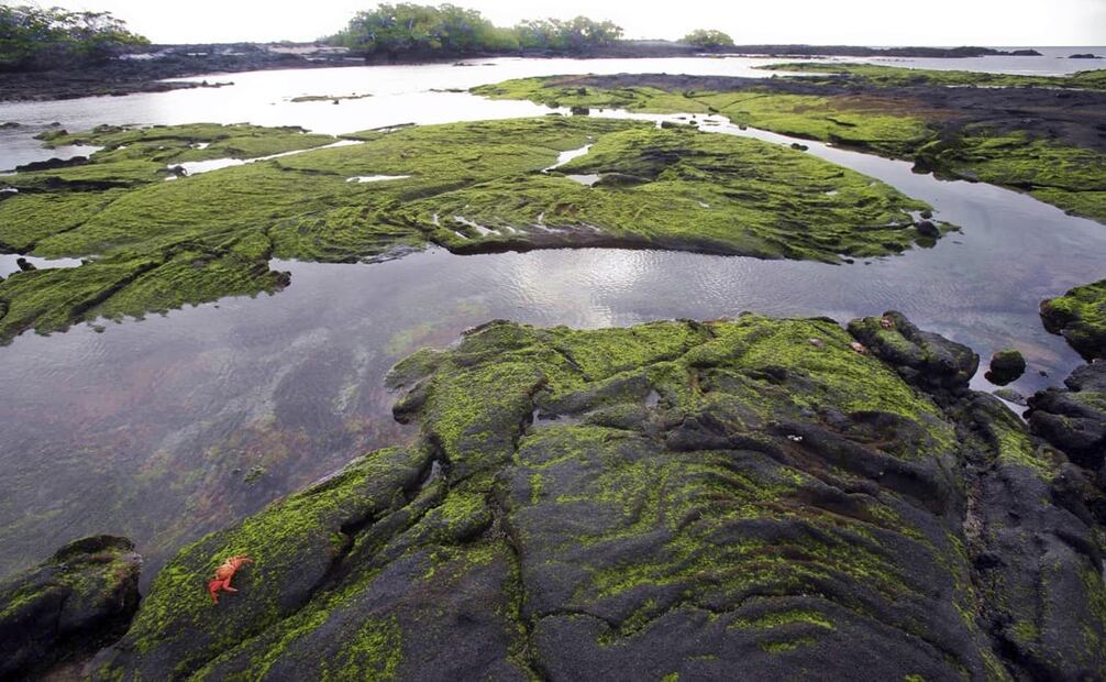 Imagen del 19 de junio de 2009, en un reportaje sobre las Islas Galápagos para EL UNIVERSAL. Se observan formaciones rocosas por erupciones volcánicas. Foto: Luis Cortés/EL UNIVERSAL.