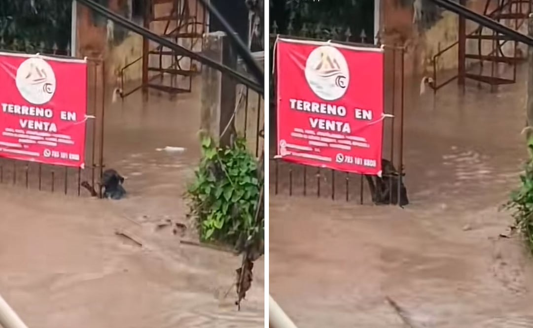 Perrito se aferró con todas sus fuerzas a un portón para no ser arrastrado por la corriente. 

Foto: Captura de pantalla en TikTok