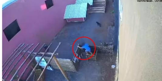 Niño de 9 años entra a veterinaria y asesina a 23 animalitos en Brasil; no se tomarán medidas penales