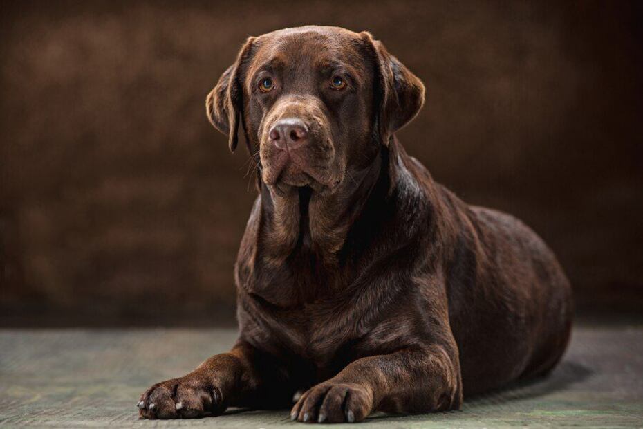 Los perros tienen una vida más bien corta. Fuente: Freepik.