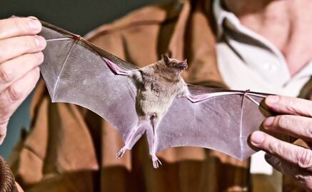 Determinan color original de murciélagos extintos