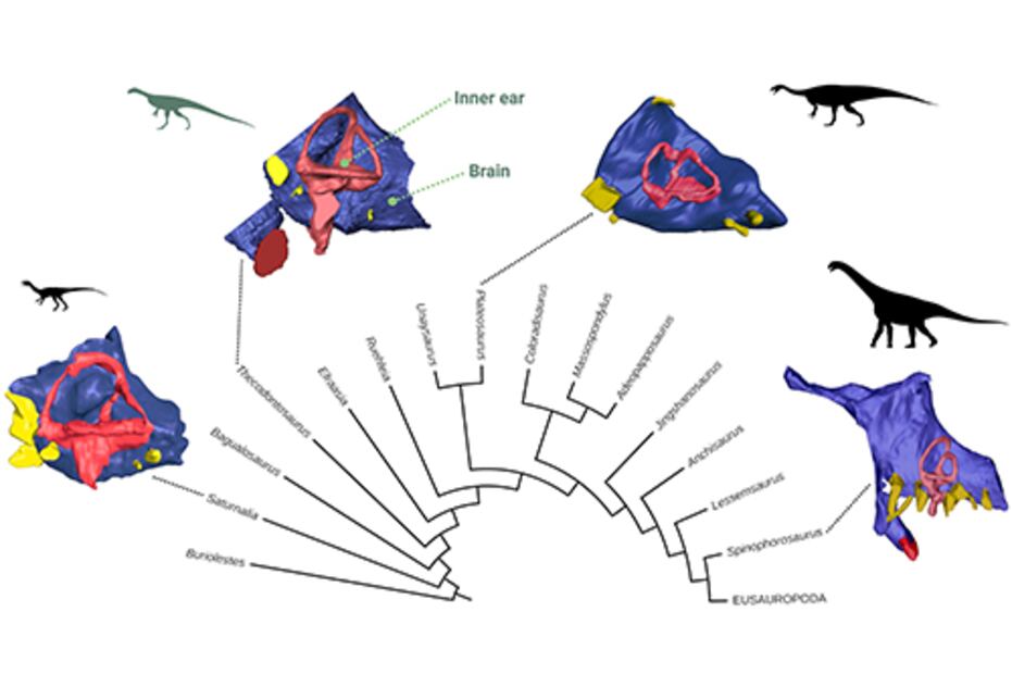 Reconstrucción 3D del cerebro de un dinosaurio revela su dieta y movilidad