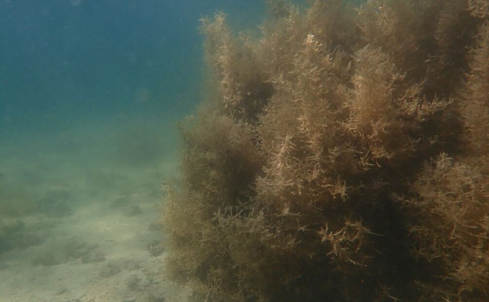 Bosque de sargazo en estado saludable.
| Crédito: Fabio Favoreto