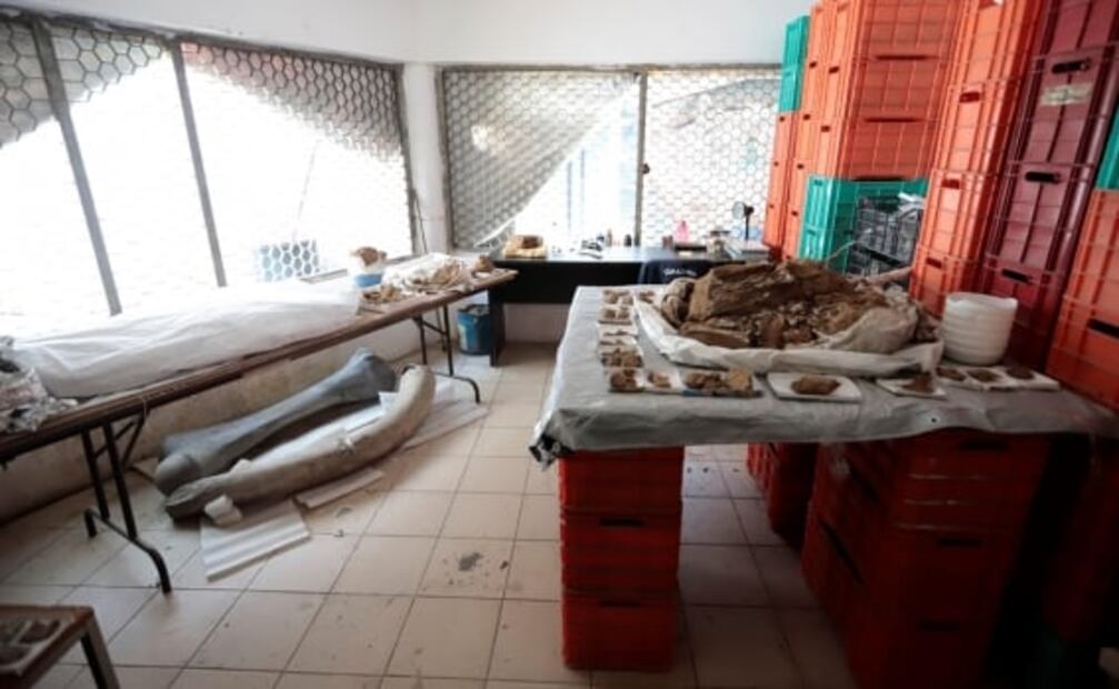 Hallan fósiles de mamut de hace 13 mil años en Jalisco