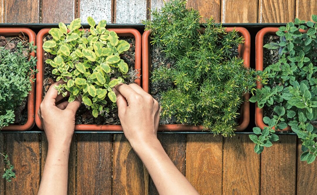 The trees planted, mainly guava, lemon, peach, pear, and apple were donated by the Ministry of Sustainable Development - Photo: Pepe Escarpita