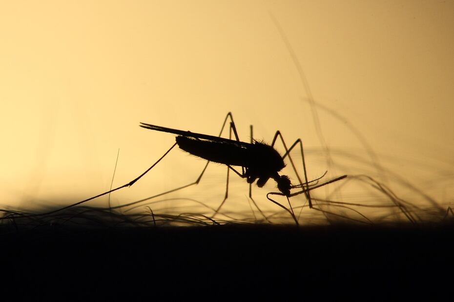 Mosquitos. Fuente: Pixabay