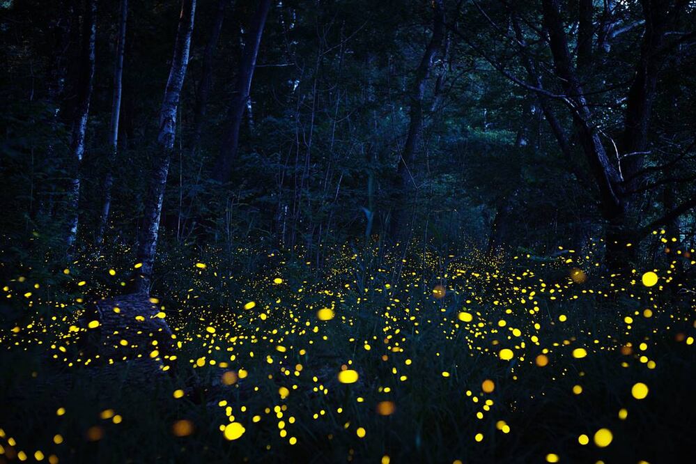 Durante los recorridos a este santuario de luciérnagas tendrás que ir acompañado de un guía certificado. Foto: iStock