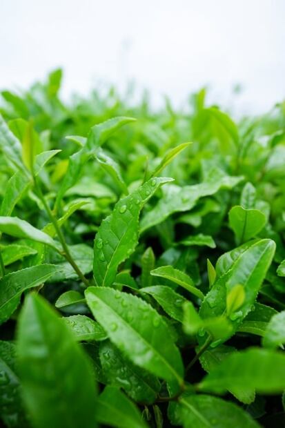 Matcha, el té verde que todos aman