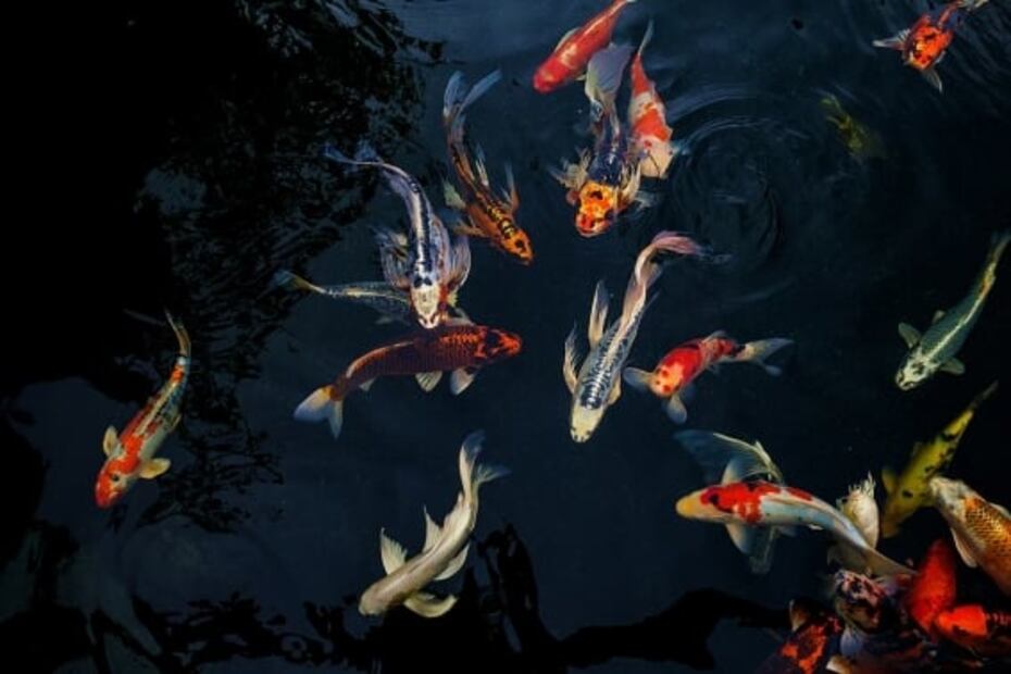 Símbolos e iconos de la cultura japonesa: ¿sabes qué significan?