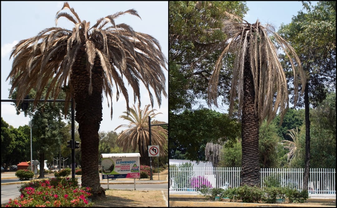 En la avenida Juárez y el bulevar 5 de Mayo, 14 palmeras con amarillentamiento letal serán retiradas. Fotos: Especiales