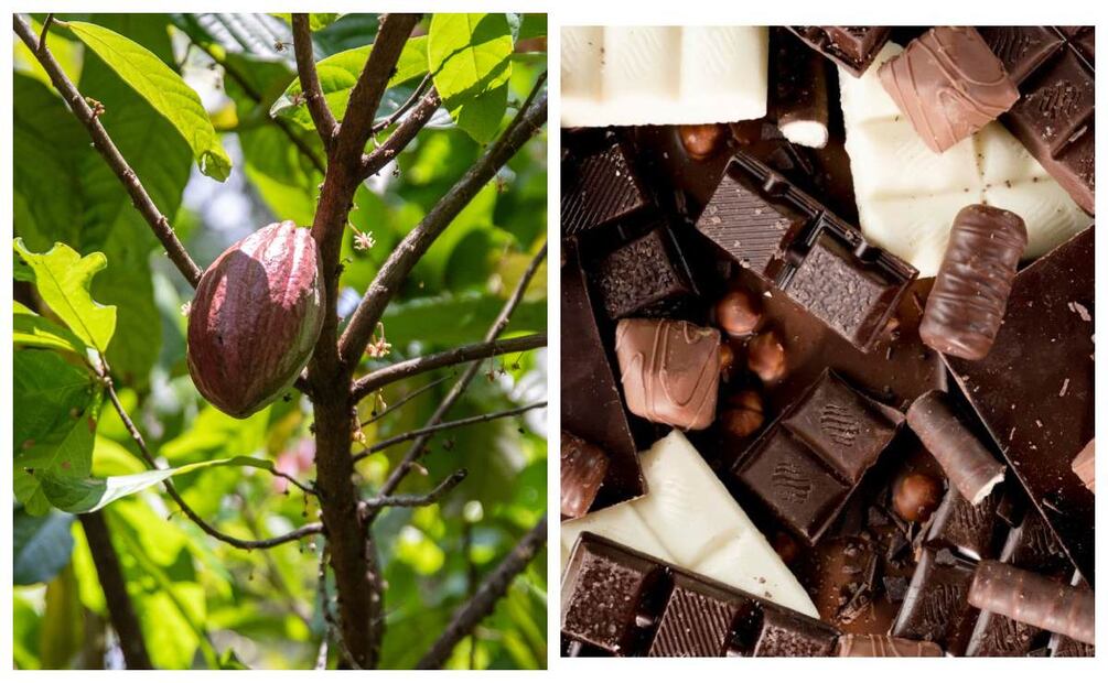 El documental “Cacao, el fruto de un legado”, se estrena el marco del Día Internacional del cacao. Imagen: a la izquierda foto de árbol de cacao, Nestlé. A la derecha, foto de chocolates, Freepik