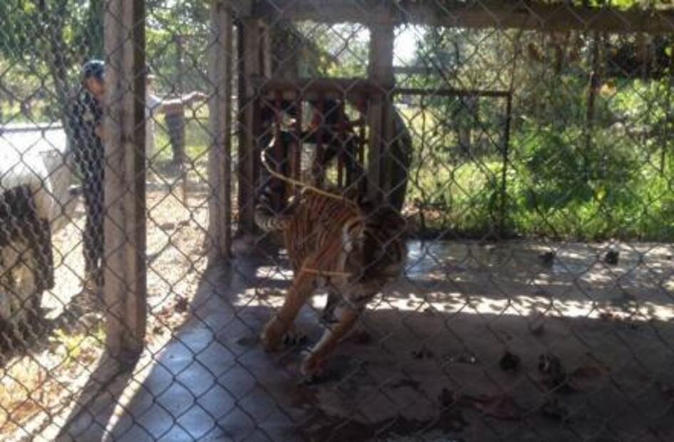 Authorities rescue abandoned Bengal tiger in Michoacán