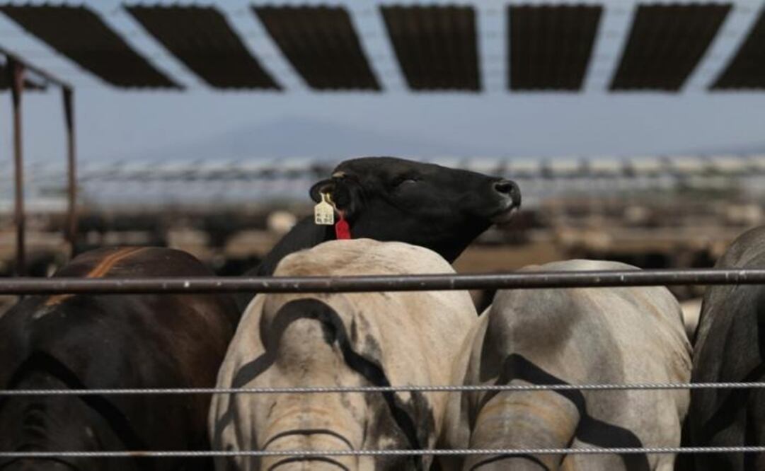 Certified beef cattle is pictured at a SuKarne meat processing facility in Vista Hermosa, Michoacan, Mexico - Photo: Edgard Garrido/REUTERS