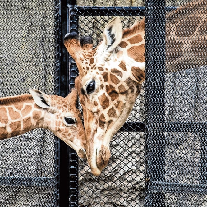 El lenguaje gestual es parte de la comunicación y el lazo que han creado Kayla y Jirafifíta , explica el director del Zoológico de Chapultepec, Juan Carlos Sánchez Olmos. FOTO: GERMÁN ESPINOSA. EL UNIVERSAL