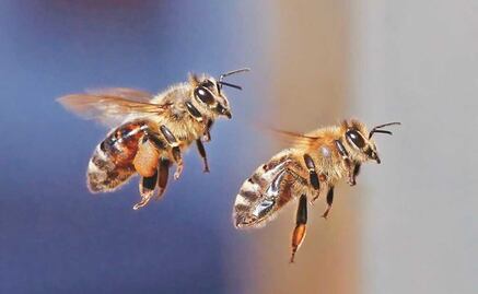 Abejas atacan a 50 alumnos y 9 maestros en primaria de El Rosario, Sinaloa
