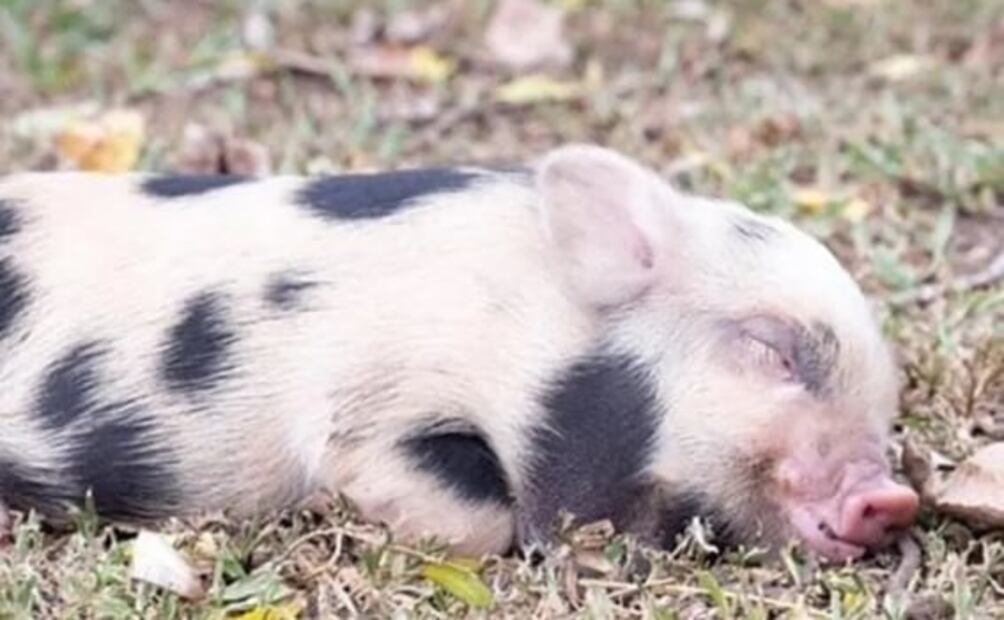 Denuncian a hombre que adoptó a una cerdita como mascota y la hizo a la parrilla con sus amigos