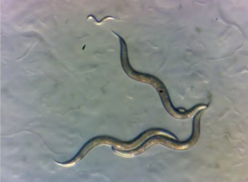 Los nematodos son diminutos gusanos que habitan en el suelo. Foto: Sophia Tintori