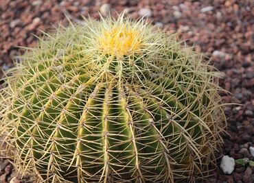 ¿Qué es el acitrón y por qué está en peligro?