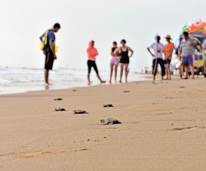 Este año, por la ausencia de gente en las playas, podría haber 10 mil nuevas crías. Foto: GABRIEL SÁNCHEZ. EL UNIVERSAL