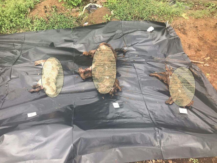 Foto: Fiscalía General del Estado