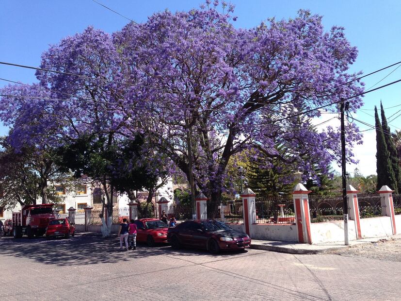 Jacaranda. Fuente: Pixabay