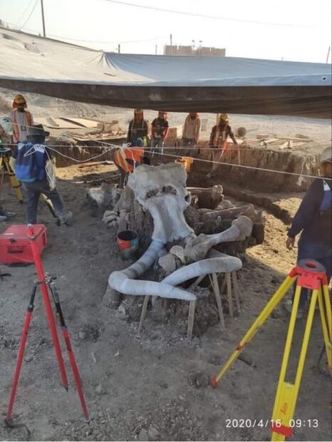 ¿Qué sabemos de los mamuts en Santa Lucía, donde se construye el aeropuerto Felipe Ángeles?