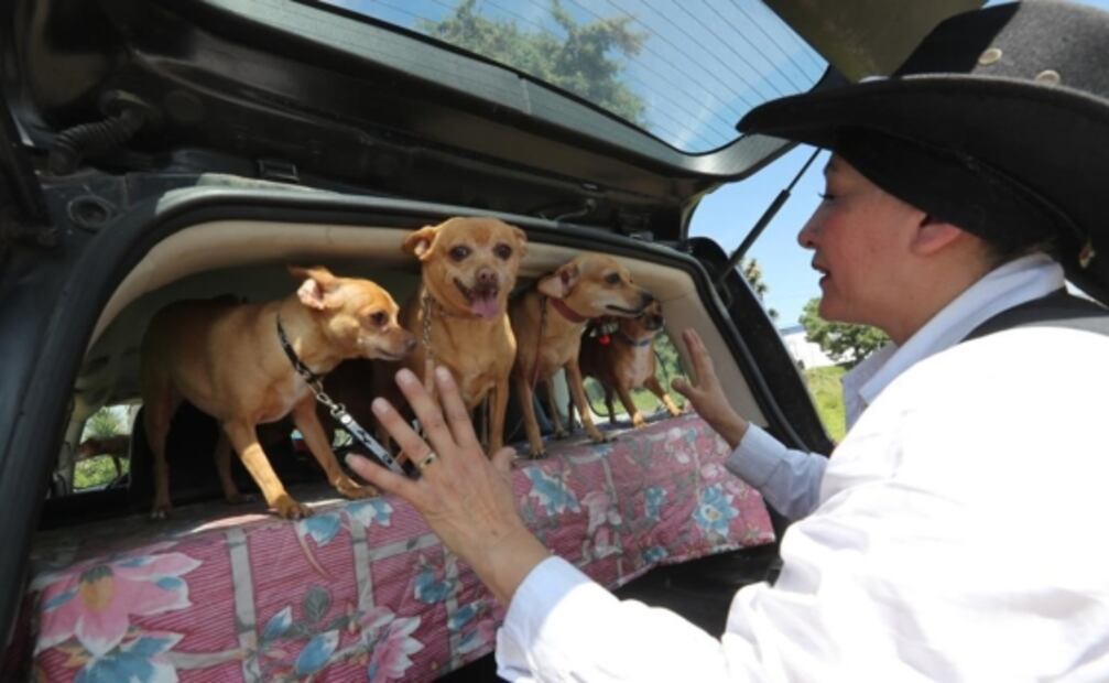 Familia perruna: Ale y su esposo dedican su vida a rescatar perritos, tienen 22 y cambian hasta sus vacaciones por cuidarlos
