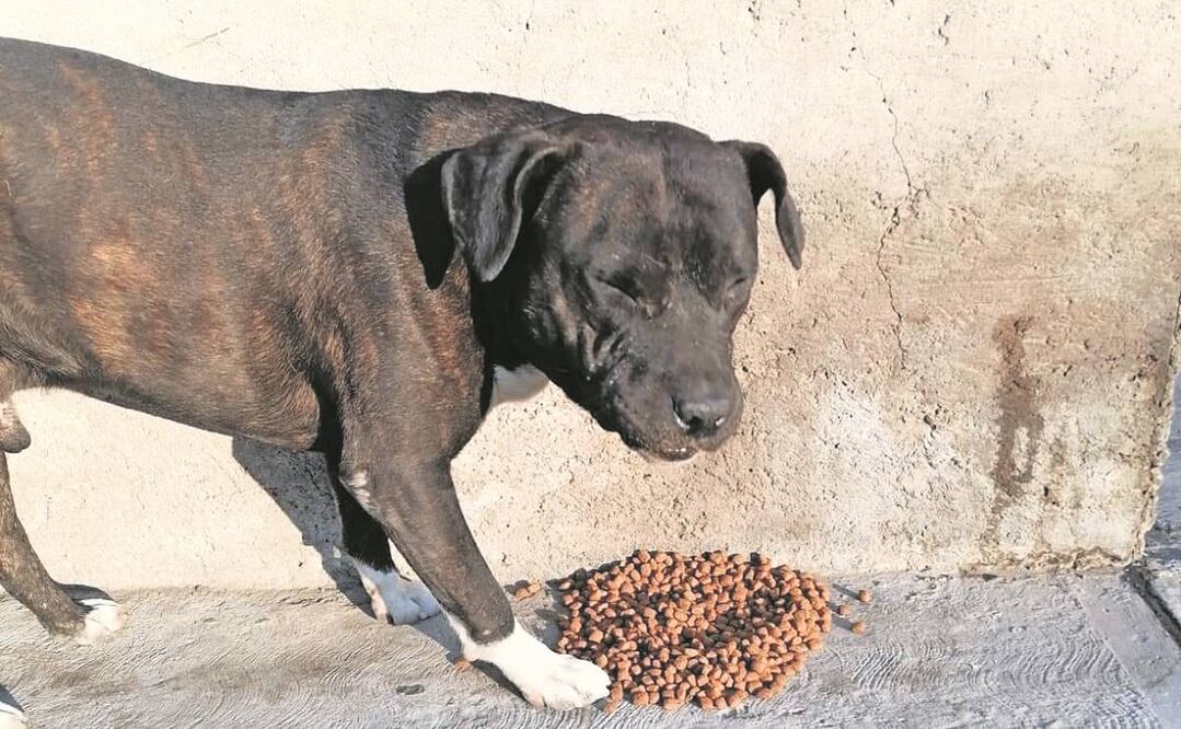 Buscan a dueño del perro que atacó a niña de 2 años en Sinaloa. Foto: EL UNIVERSAL