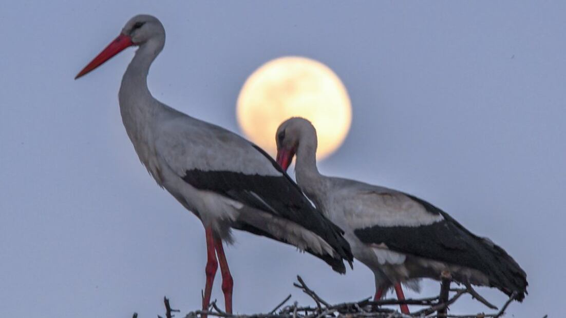 La "Luna de Gusano" es la tercera superluna de 2019 (Foto: EPA)