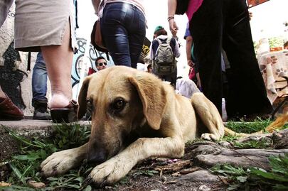 Maltrato animal será delito en el Edomex