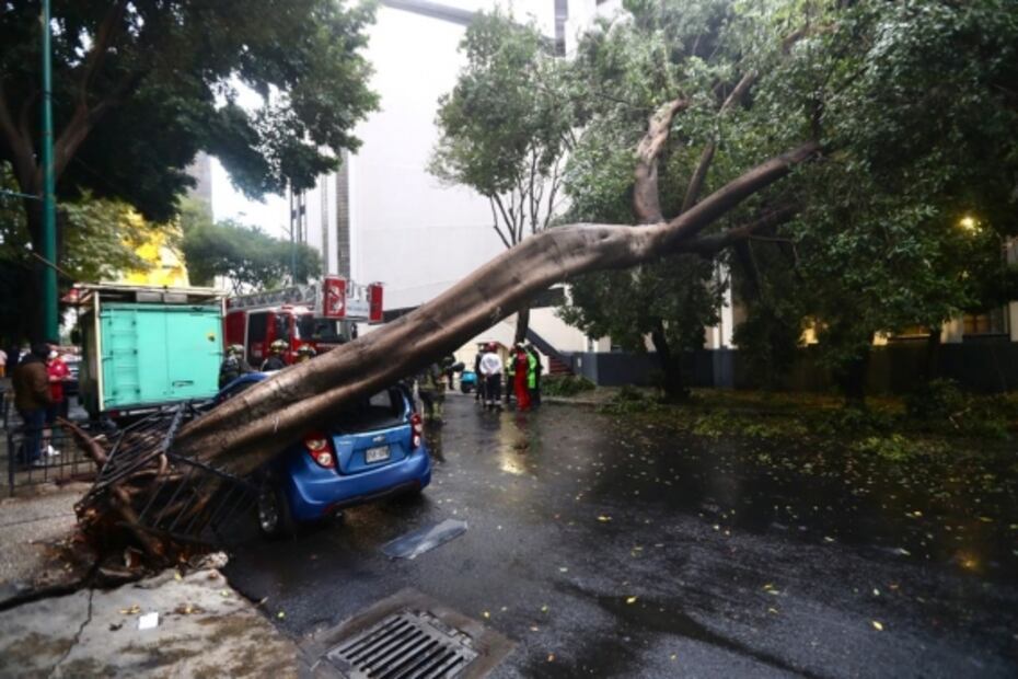 Árbol de 25 metros cae sobre auto en la colonia Tabacalera 