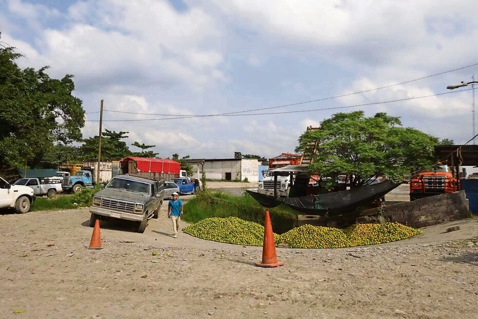 Pese a que en la plaza El Ídolo abundan camiones cargados de naranjas, esto es apenas 30% de la producción que se pudo rescatar tras las lluvias. Foto: Diego Simón Sánchez / EL UNIVERSAL