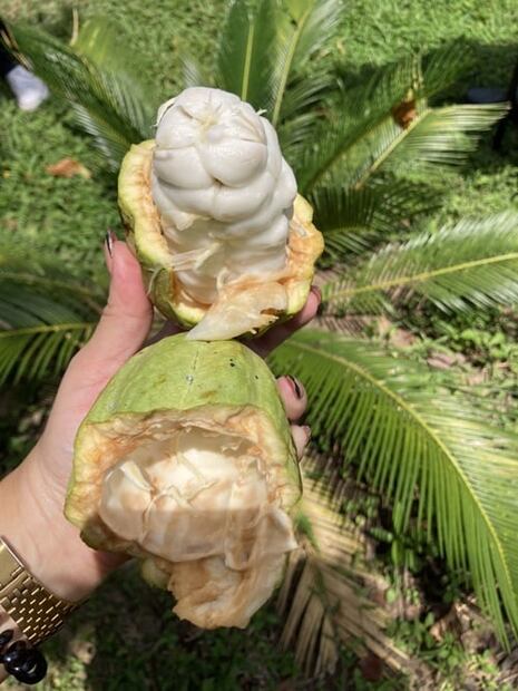 Tabasco, la cuna del cacao en México