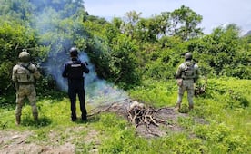 Aseguran 18 kilos de semilla de amapola en Chihuahua; Ejército y SSPE destruyen el cargamento