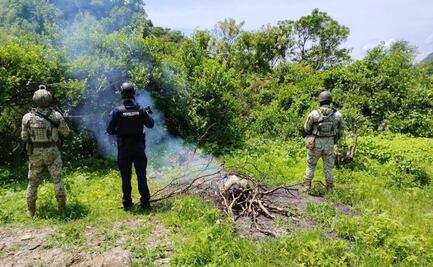 Aseguran 18 kilos de semilla de amapola en Chihuahua; Ejército y SSPE destruyen el cargamento