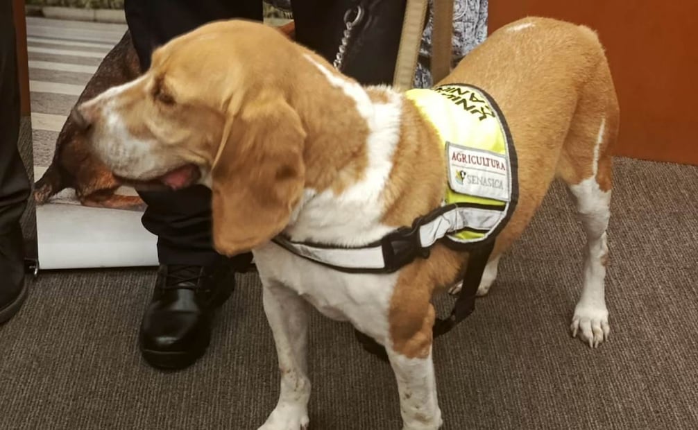 Realizan acto por el Día Nacional del Binomio Canino en el Senado de la República. Foto: Víctor Gamboa/ EL UNIVERSAL