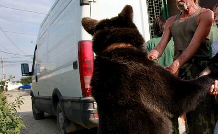 Mascota ataca a niño de 3 años en Durango; era un oso