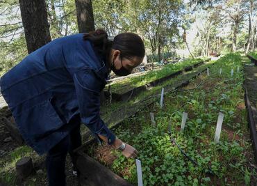 Sader anuncia programa para uso de polinizadores; busca mejorar seguridad alimentaria