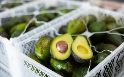 ¡De México al mundo! Con aguacate inicia plan de certificación de agroproductos; estos son los requisitos que deberán cumplir