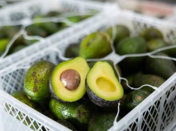 México acuerda con EU que Secretaría de Agricultura supervise huertos de aguacate para su exportación