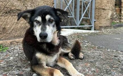 Muere Argo, el último perro vagabundo de las ruinas de Pompeya