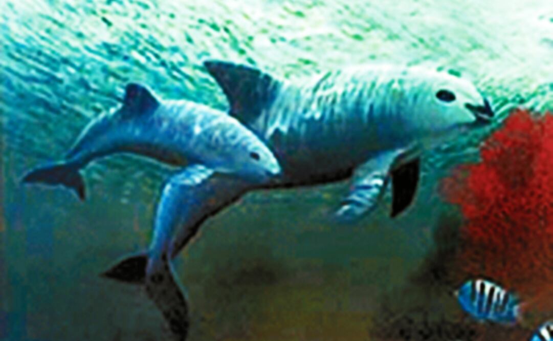 Se estima que sólo existen 30 vaquitas marinas en todo el mundo. (FOTO: Especial)