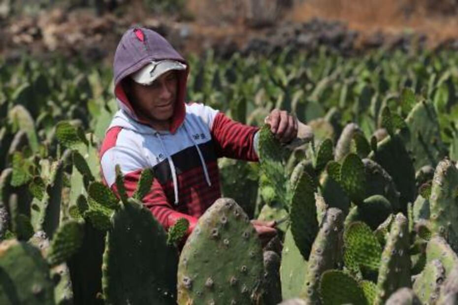 Frenan innovación de nopal
