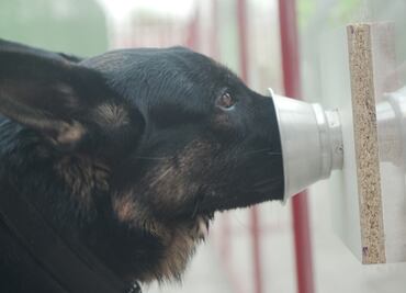 Biodetección canina de COVID-19, una alternativa para el regreso a las oficinas