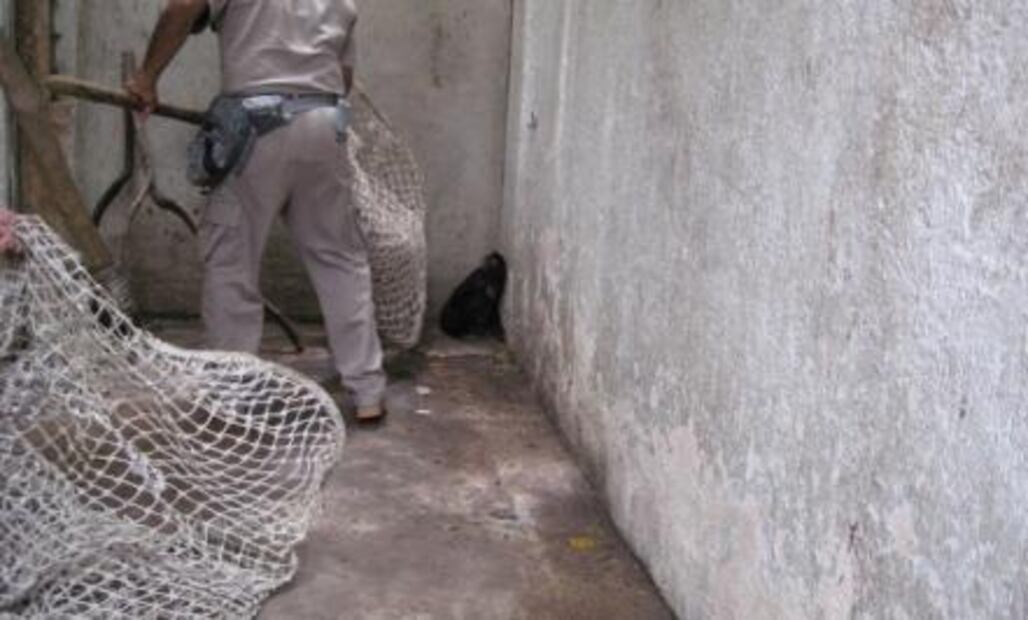 ​Profepa rescata a mono araña de calles en Tuxtla Gutiérrez
