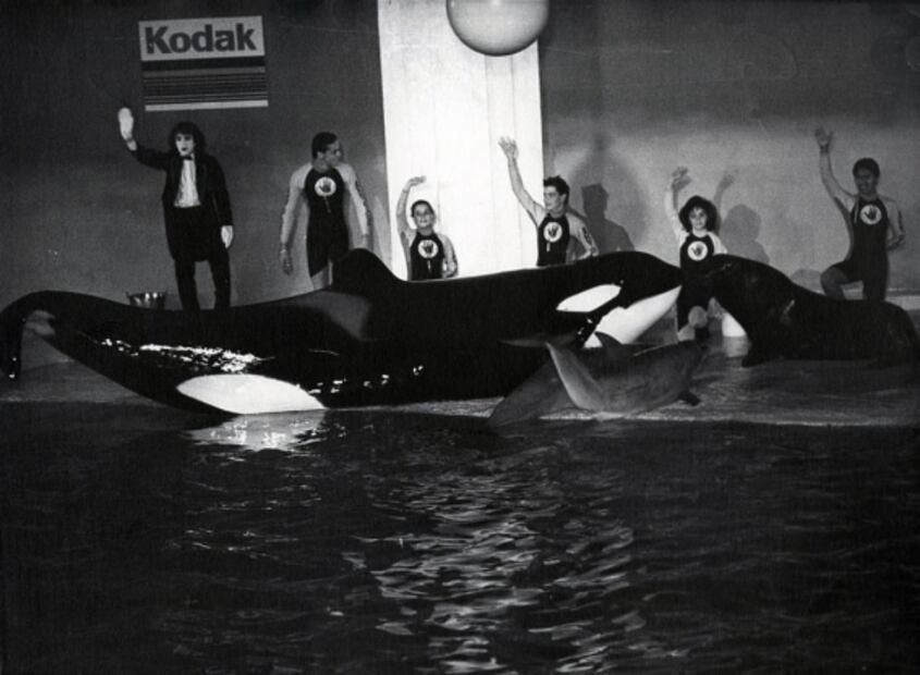 Keiko, la desafortunada historia de la única ballena amaestrada en México