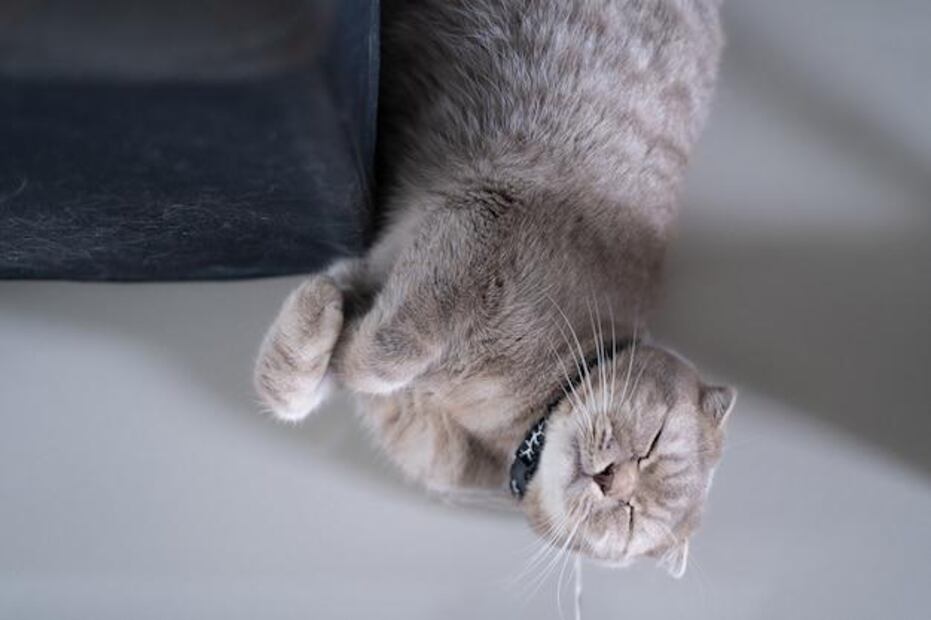 El estrés es una causa común de comportamientos inusuales en los gatos. Fuente: Freepik.