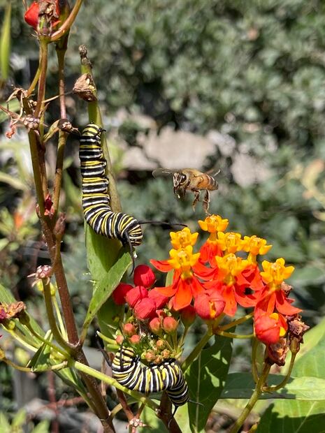 4.	Orugas y abeja alimentándose del algodoncillo. (©Omar Vidal)